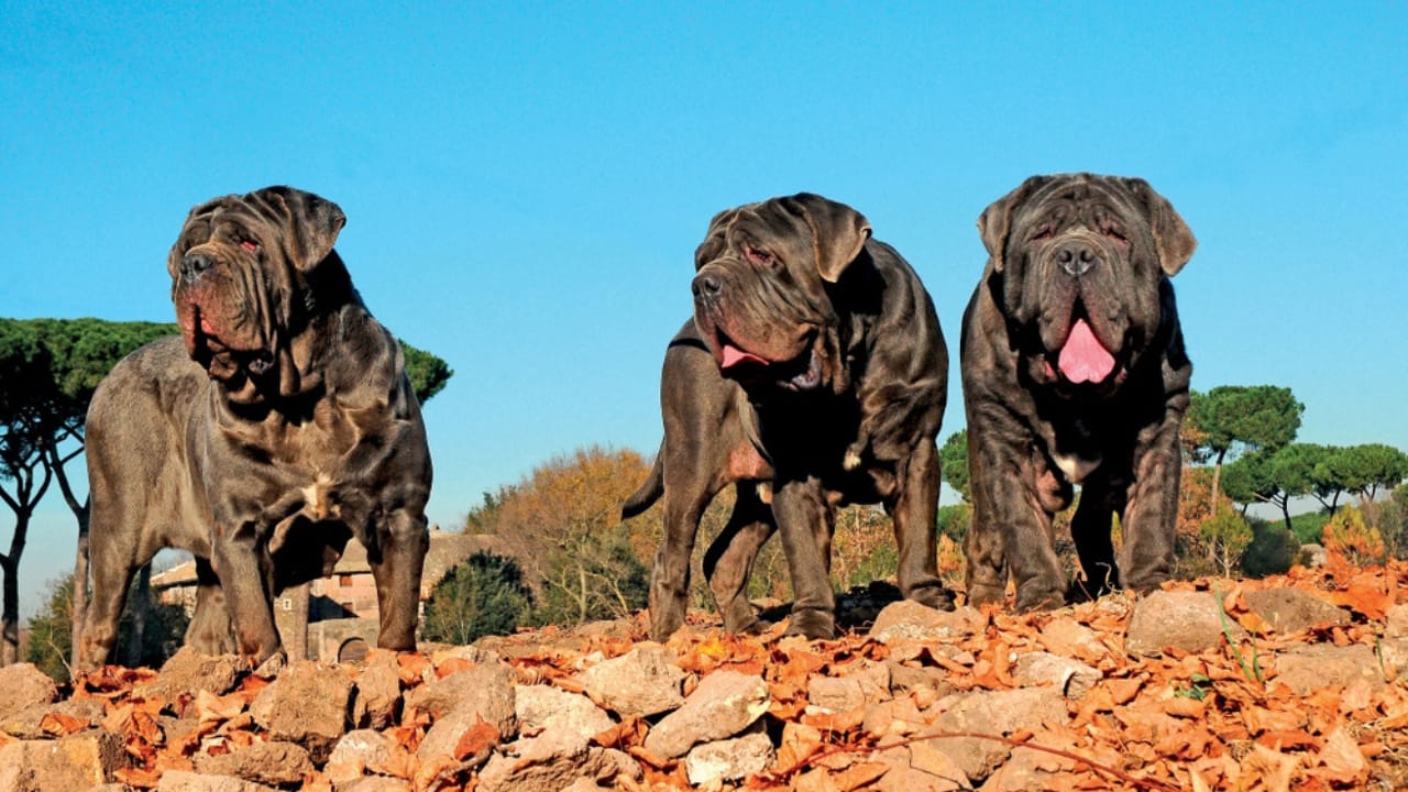 Drool Snore Adore 10 Realities of Owning a Neapolitan Mastiff