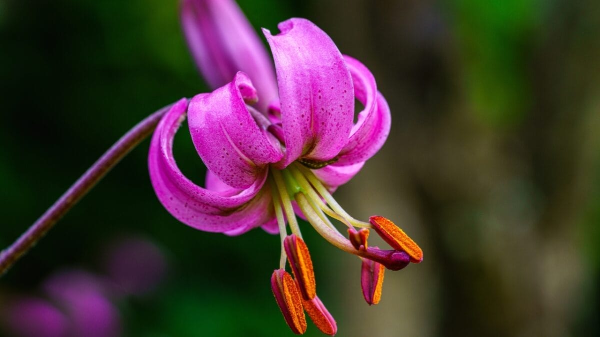 40 of the Most Gorgeous Flowers in the World - turks cap lily dp720164248