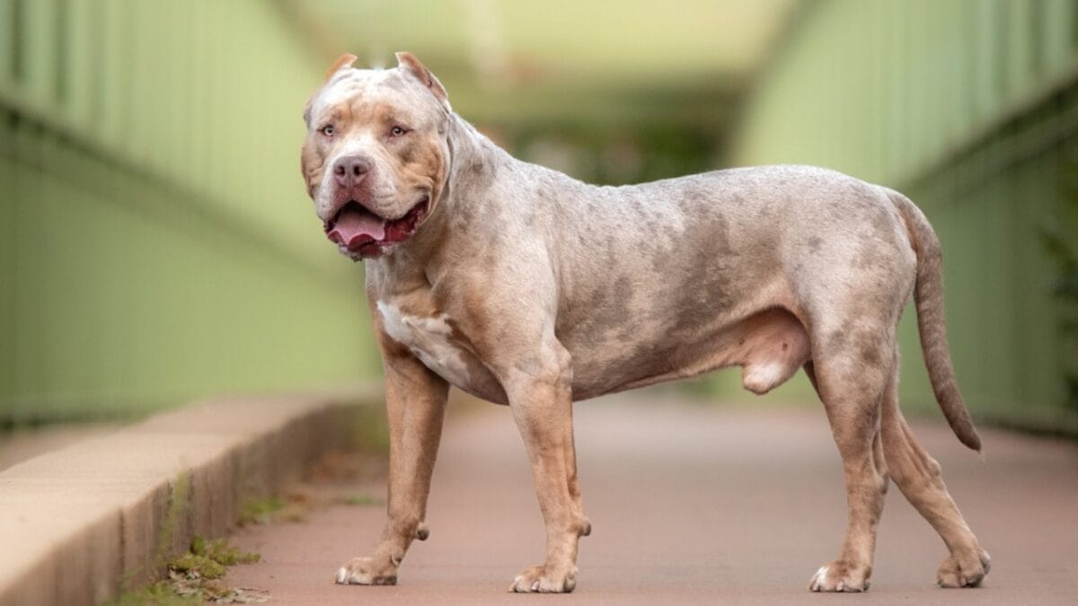 American bully large size best sale