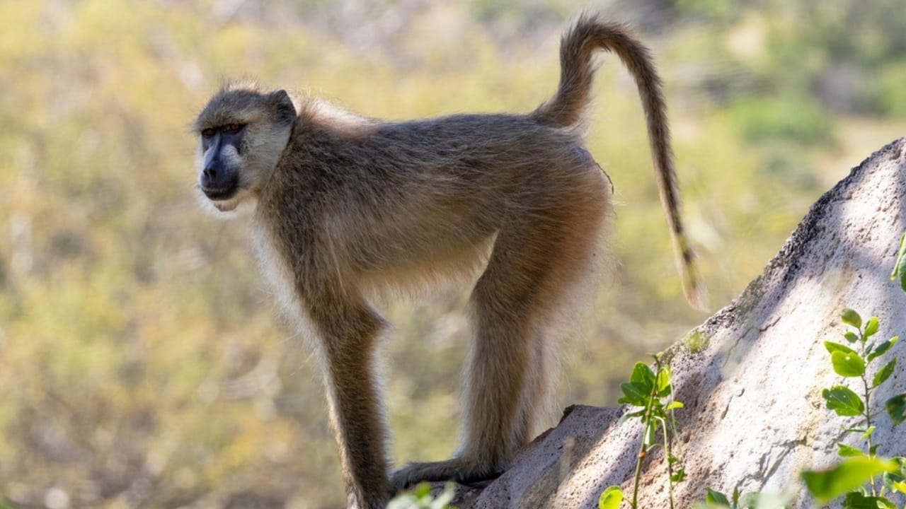The 10 Largest Monkeys in the World