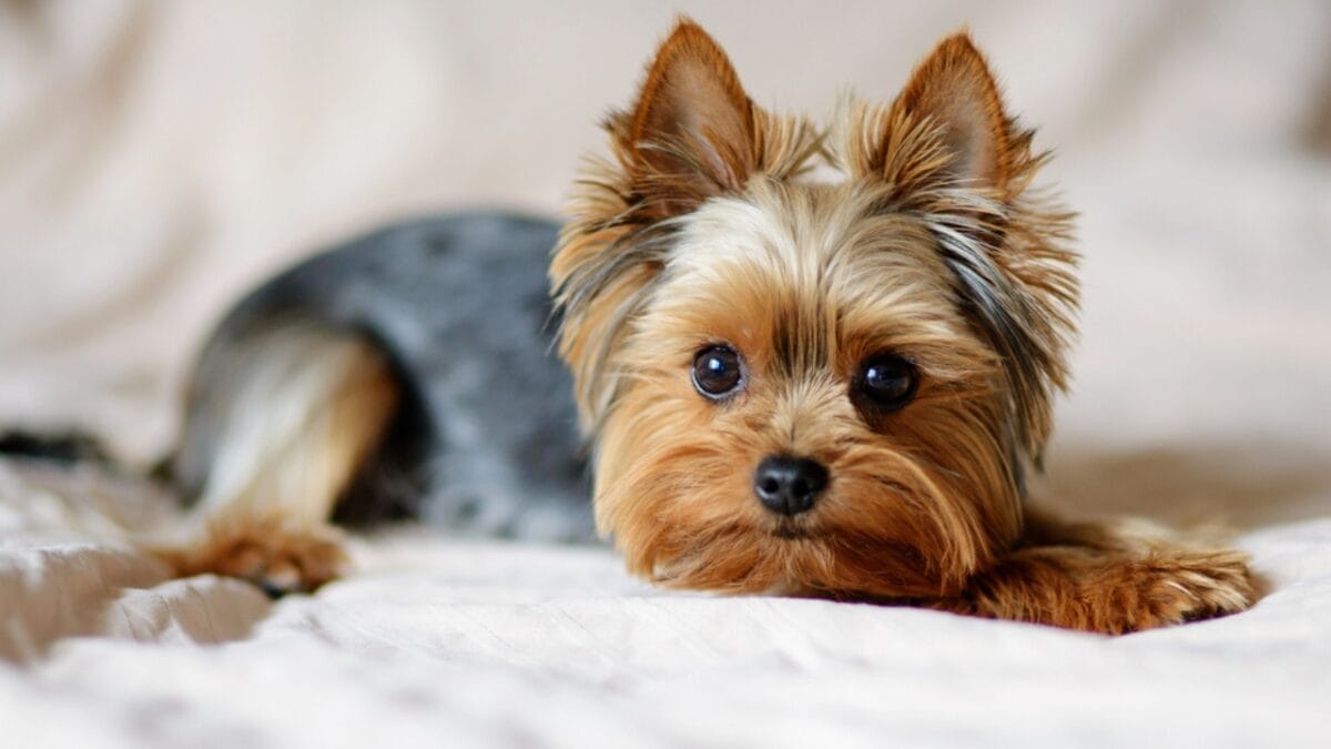The 15 Most Melodramatic Dog Breeds on the Planet - yorkshire terrier photo ss1792147286
