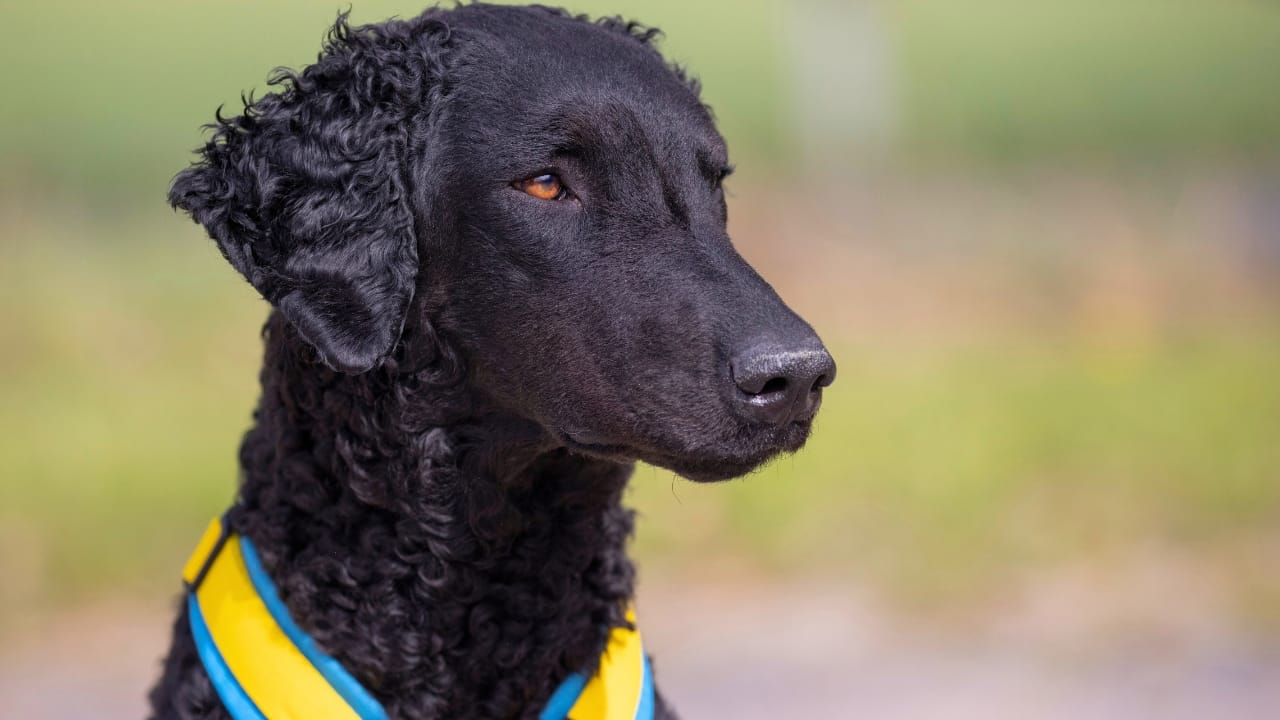 Get to Know Curly Coated Retrievers 10 Facts You May Not Have Heard