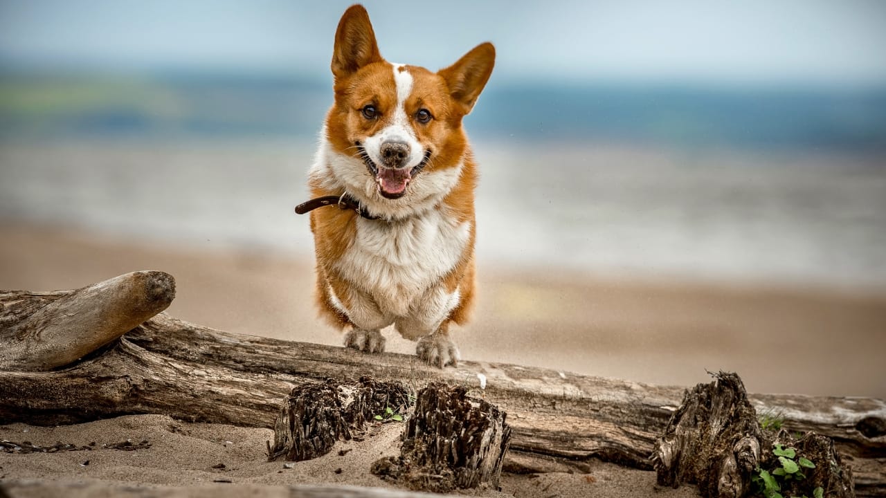 10 Facts About Cardigan Welsh Corgis You Probably Didn't Know