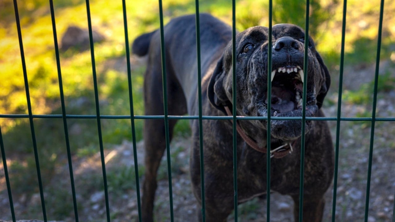 Debunking the Top 10 Cane Corso Myths