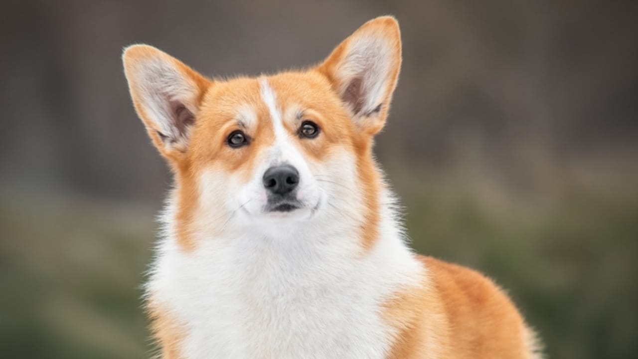 19 Dogs That Shed So Much, You’ll Need a Second Vacuum - coat of pembroke welsh corgi ss2116283957