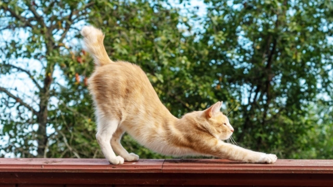 Kitty Calisthenics: 11 Meanings Behind Your Cat's Signature Stretch