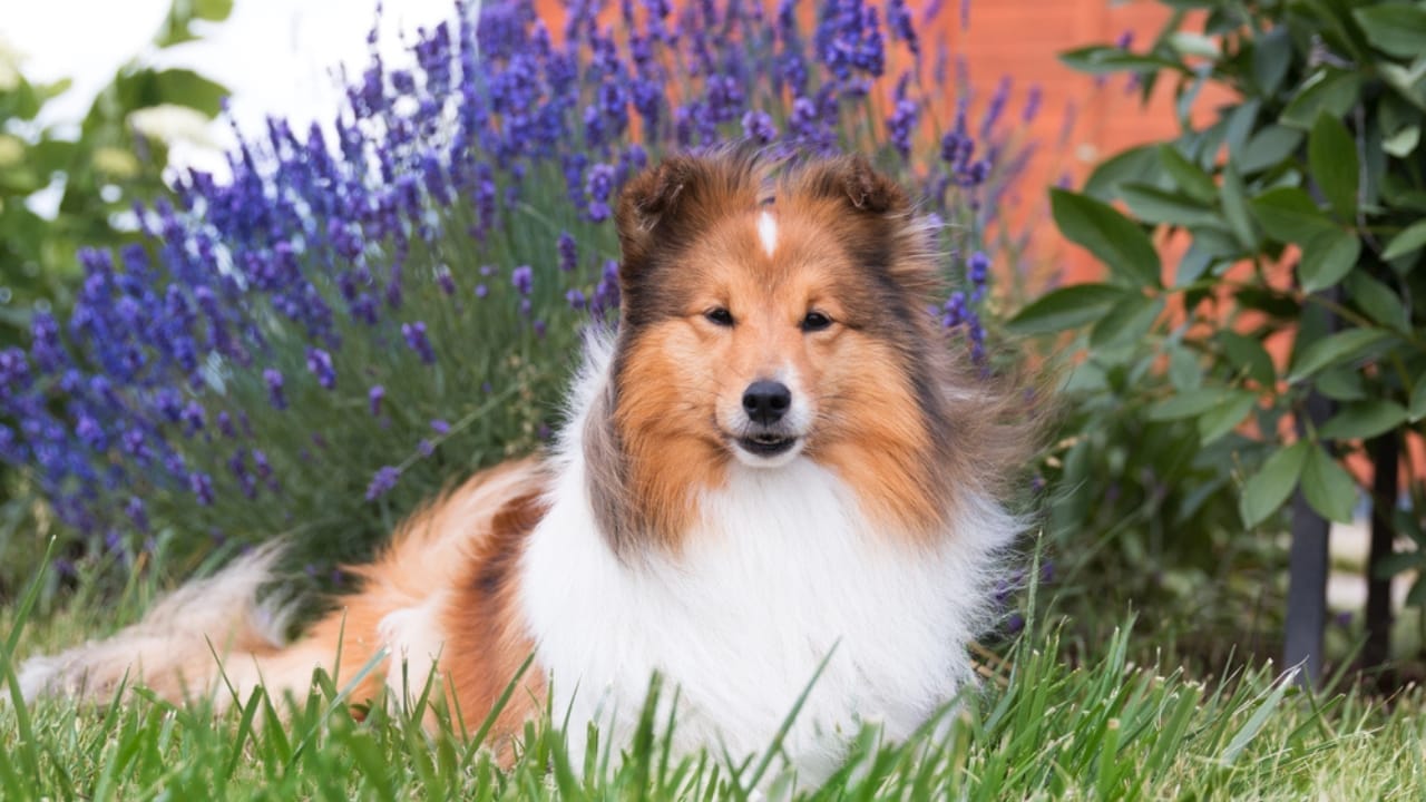 Shetland Sheepdogs: 6 Things Only a Few Owners Usually Know - shetland sheepdog sitting with lavender ss1906895572