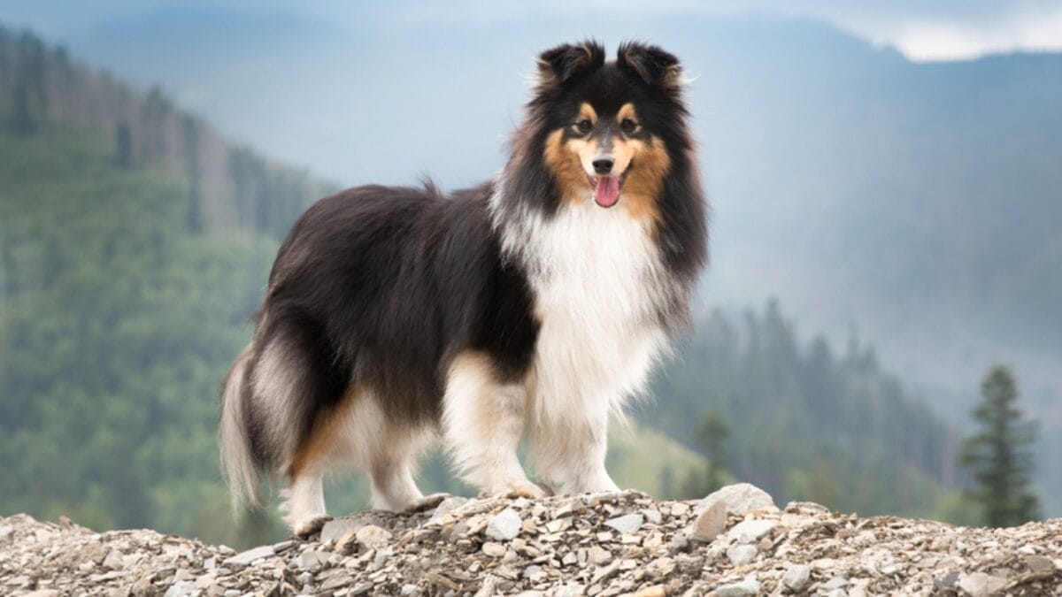 23 Dogs That Thrive on Love and Attention - shetland sheepdog standing on mountain ss2020535240