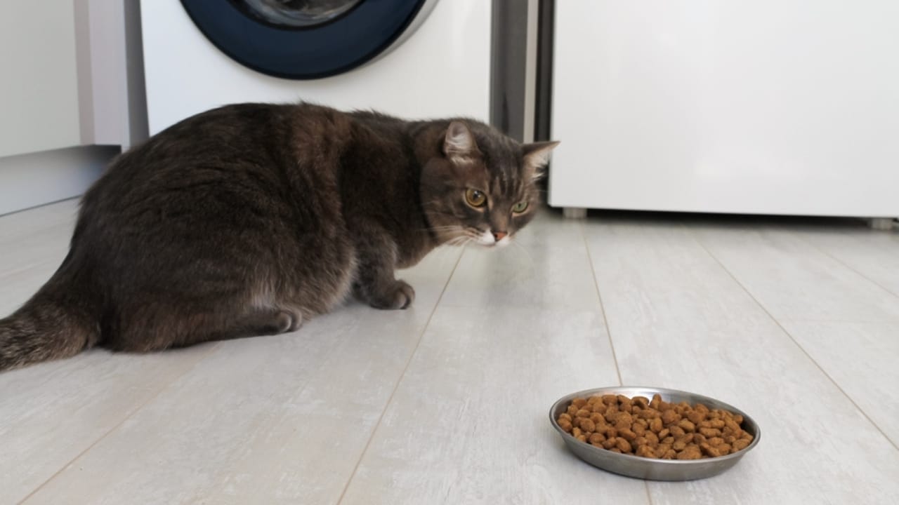 How to get a cat to eat when sick new arrivals