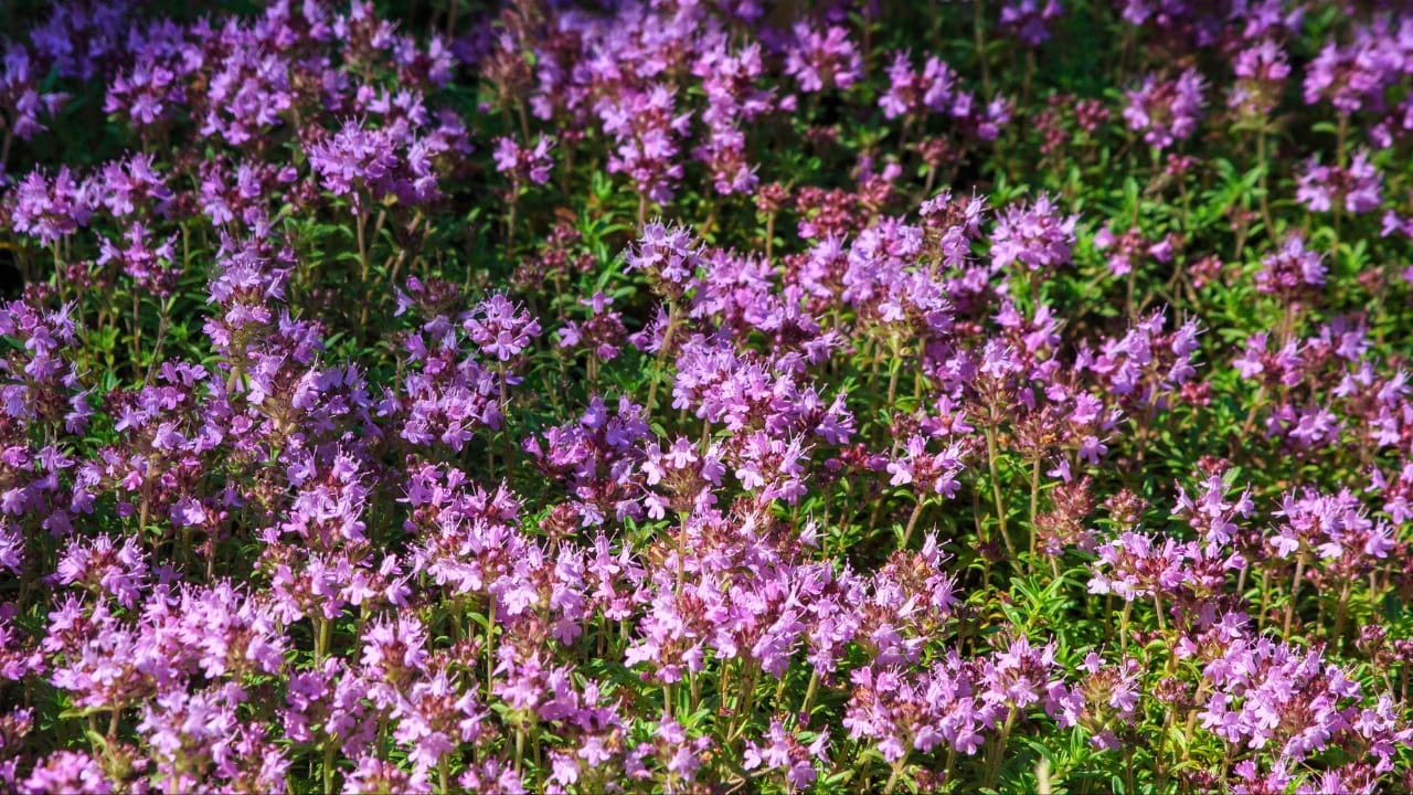 Creeping Thyme Lawns Are The Future Of Sustainable Landscaping