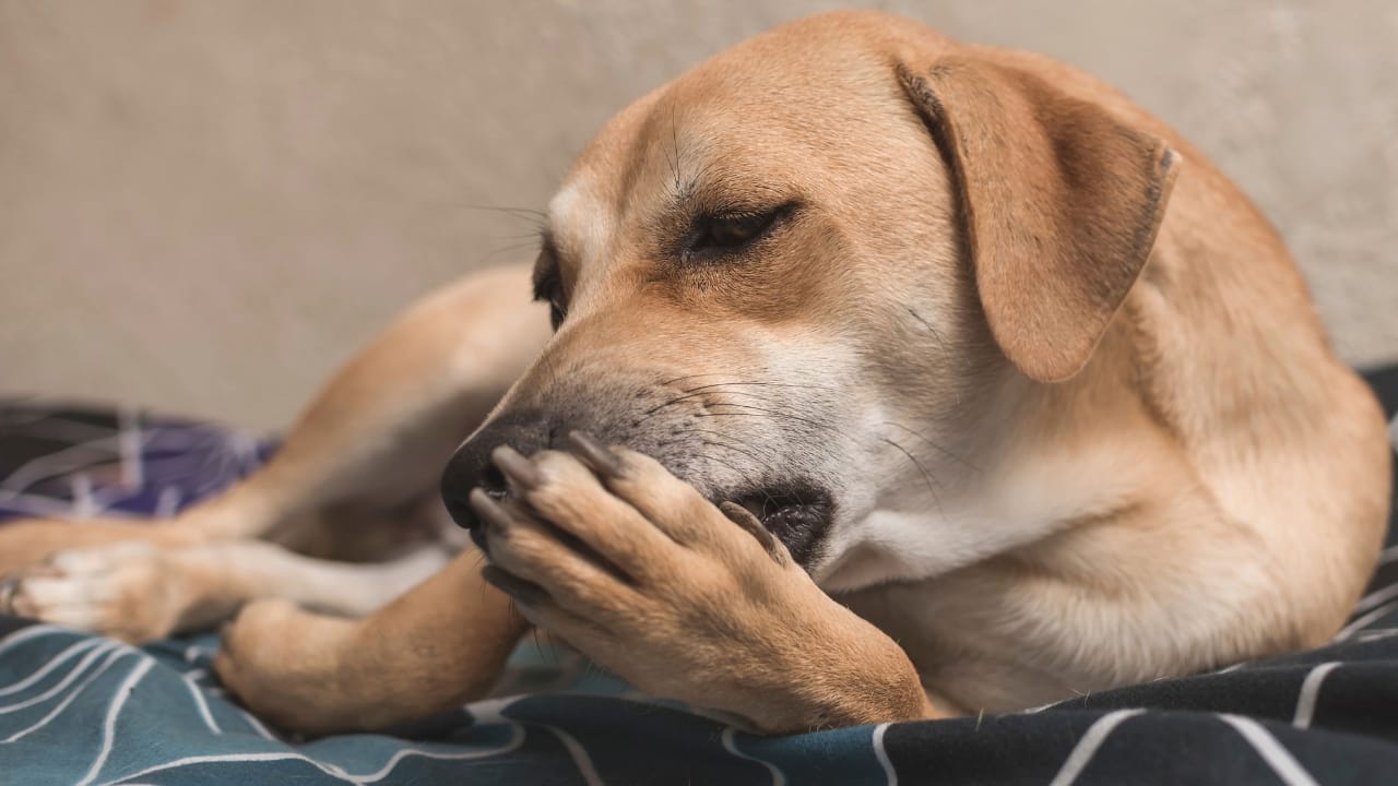 Best Dog Food For Dogs That Lick Their Paws 8 Reasons Why Dogs Lick Their Paws Constantly