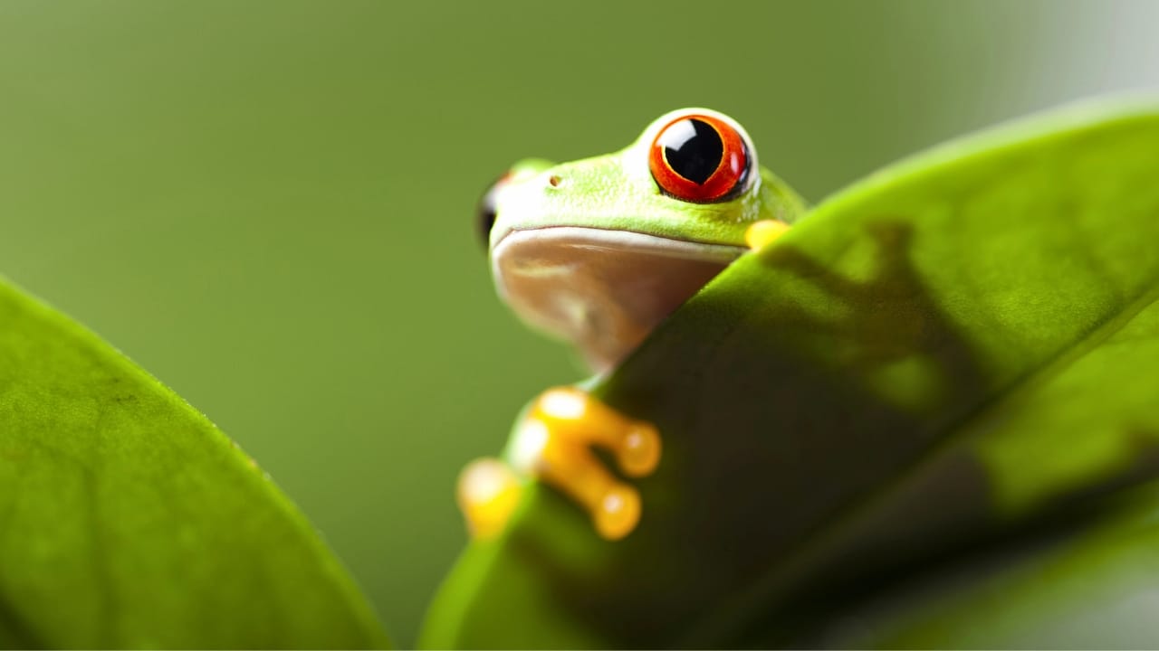 A Virus Could Be the Key to Saving the World's Amphibians from Extinction