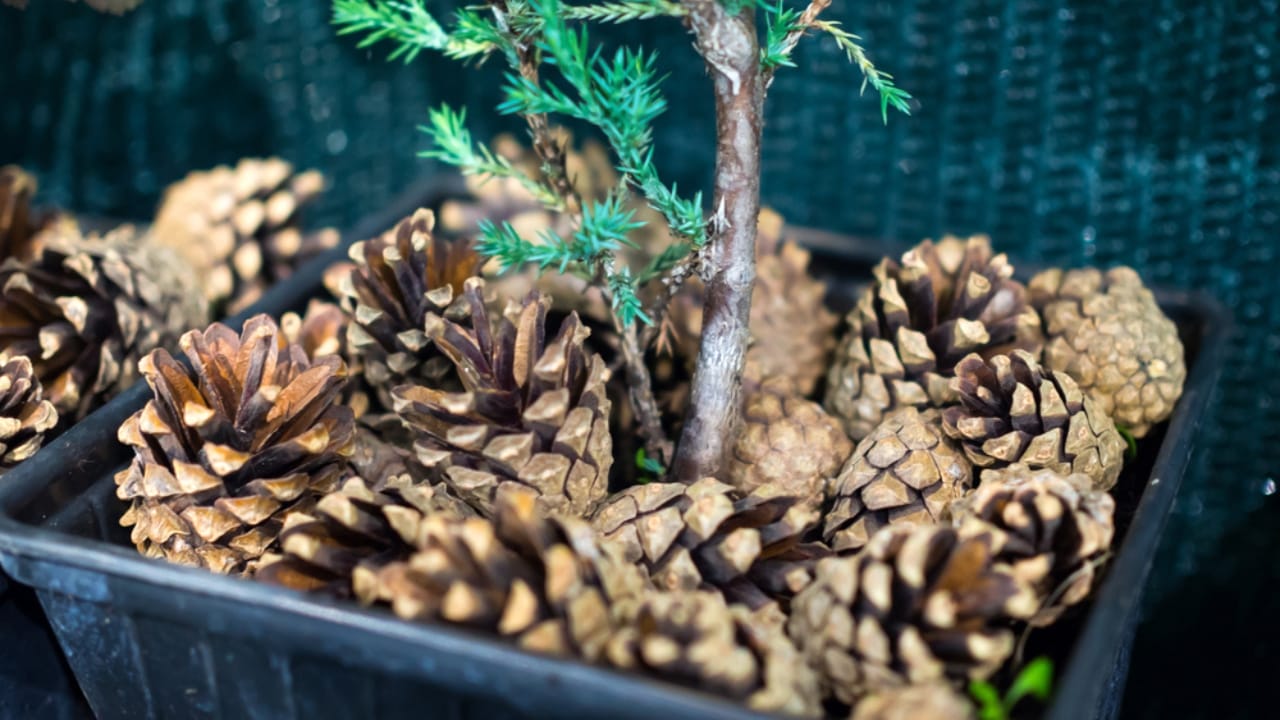 8 Reasons Gardening Pros Add Pinecones to Their Planters - pine cone flower pot ss1559247863