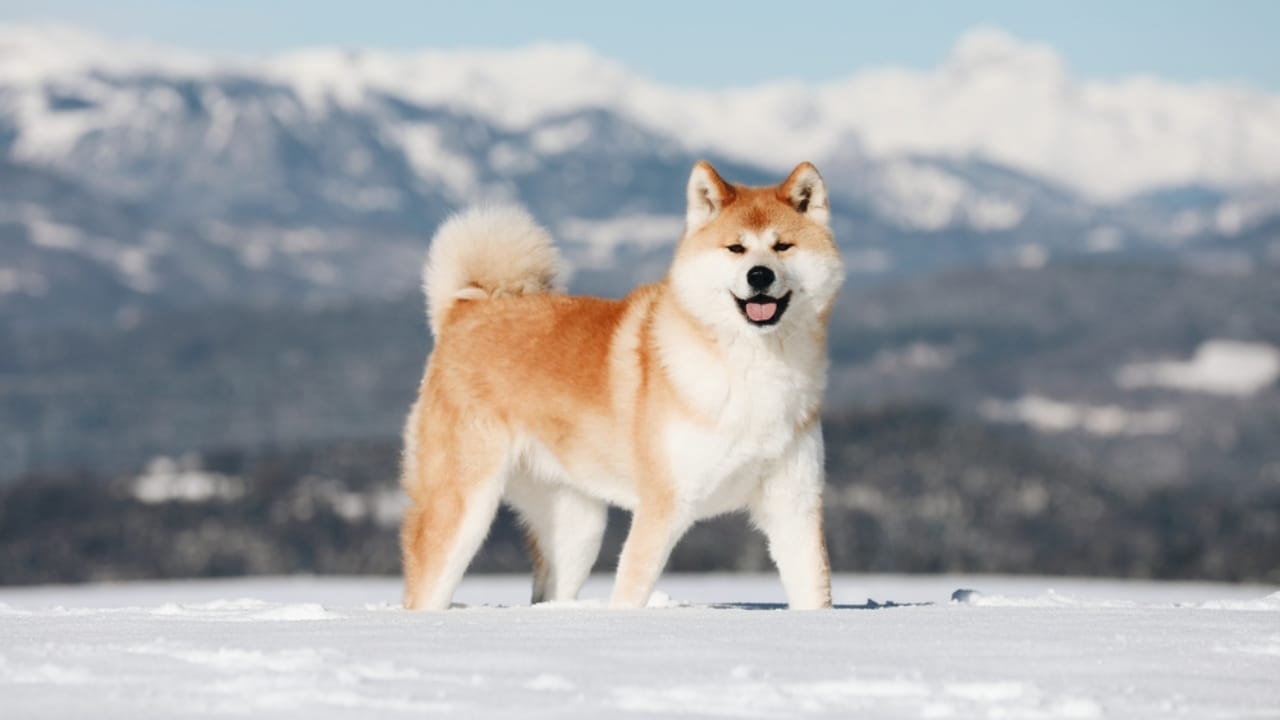 Japanese akita fashion dog breed