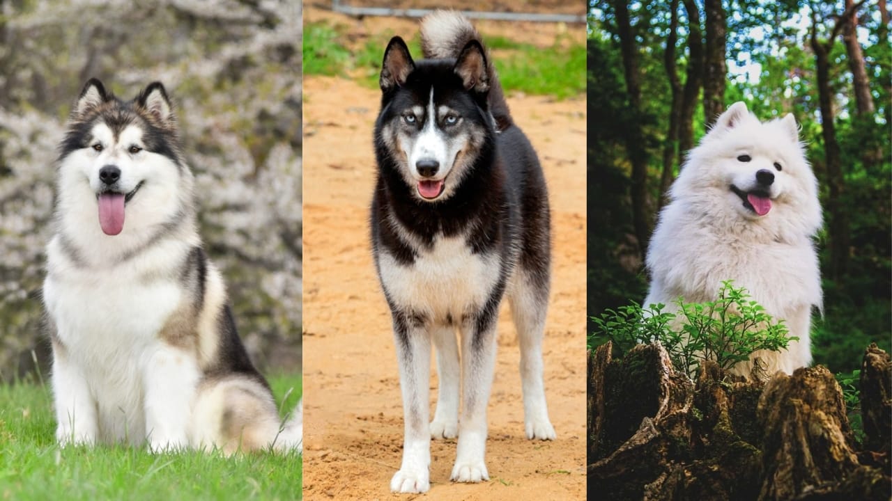 Malamute vs. Husky vs. Samoyed How to Choose the Right Dog for You