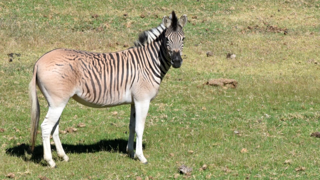 The Zorse: A Fascinating Cross Between Zebras & Horses Making Headlines