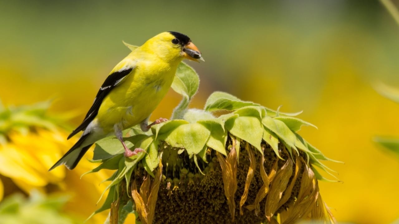 14 Incredible Plants That Will Attract Swarms of Goldfinches