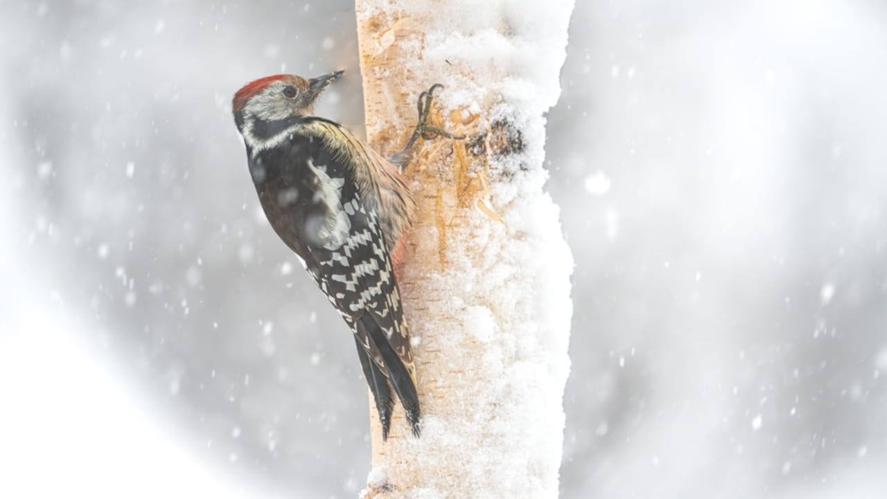 Feeding Woodpeckers in Winter: 10 Ways to Help Them Survive - wood pecker winter ss2438708797 adyh